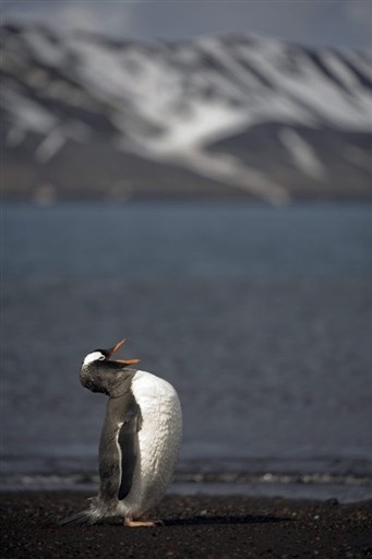 ANTARCTICA - FEATURE