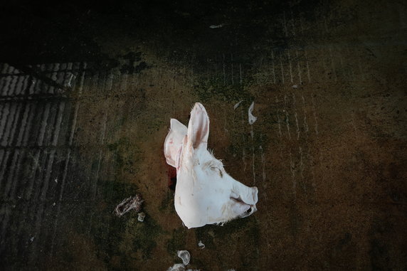 Andrew Skowron fotografuje prawdziwe życie zwierząt na fermach przemysłowych, fot. Andrew Skowron