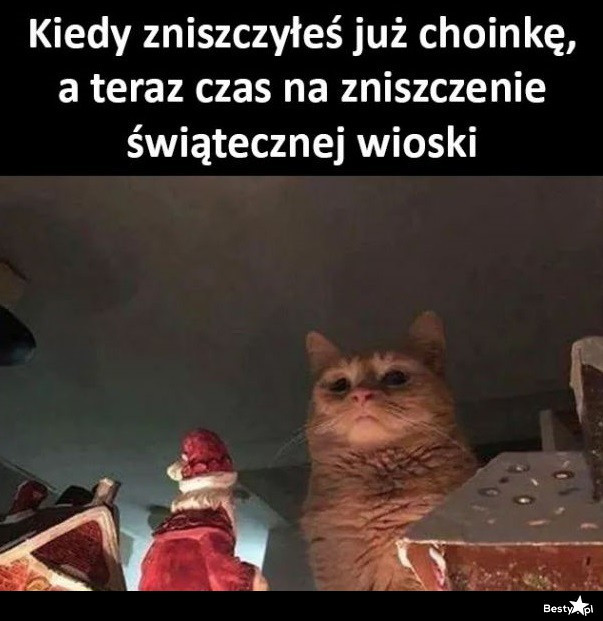 Kot i choinka to zawsze katastrofa? Te memy to śmiech przez łzy