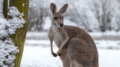 Masz dość upałów? Australia walczy z zimą. "Temperatura spada do 6 st. C" 