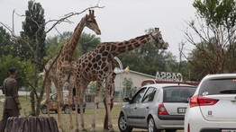 Szada, Szafaripark: már minden turnus foglalt a hétre, rengetegen kíváncsiak rá – fotók
