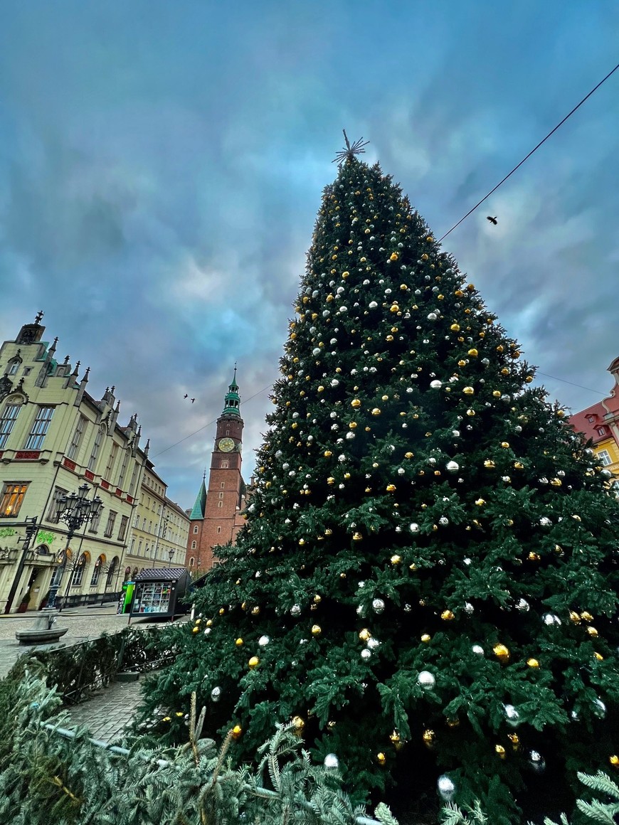 Choinka okazale prezentuje się na tle Ratusza
