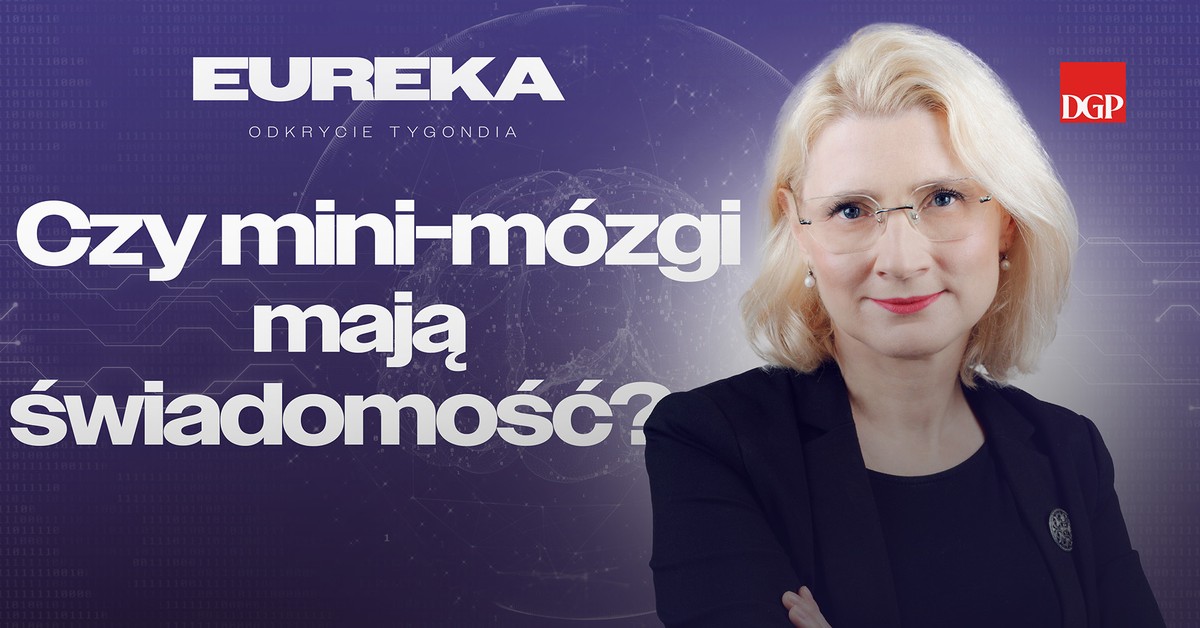 Czy mini-mózgi mają świadomość? [Eureka - odkrycie tygodnia]