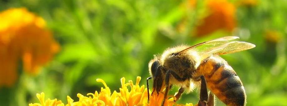pszczoła pszczoły przyroda rolnictwo kwiat