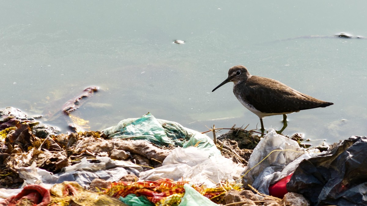 plastik torebka foliowa torba śmieci