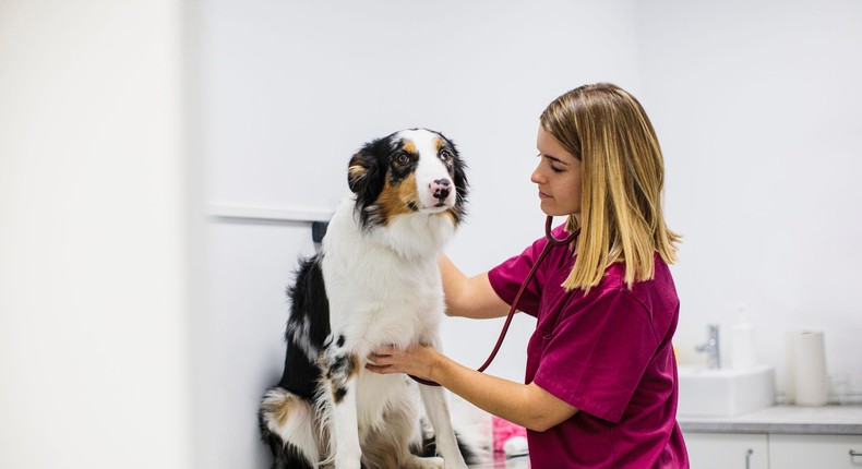 When it comes to your pet's health, where you live might play a big role.Lourdes  Balduque/Getty Images