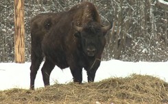 Nadleśnictwo chce odstrzału żubrów. 'Dla dobra stada'