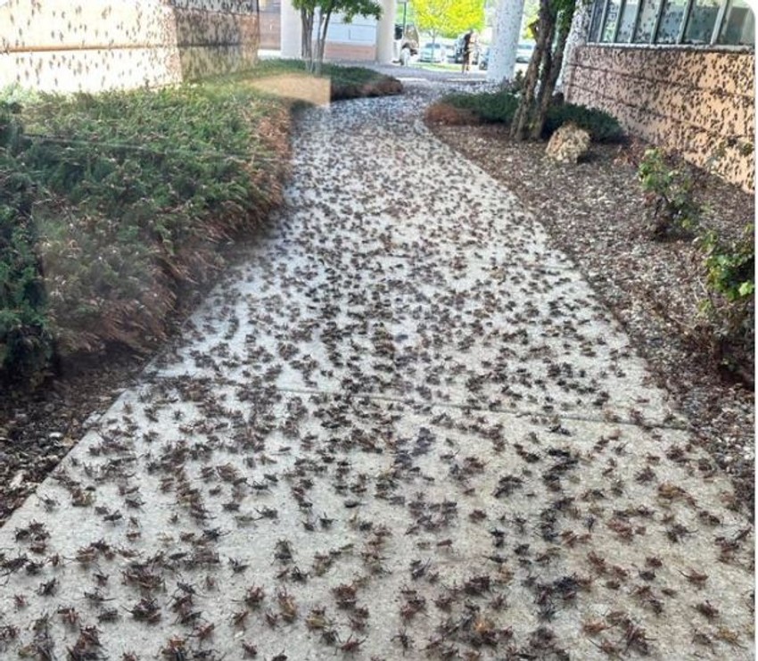 Mormonski cvrčci u Nevadi