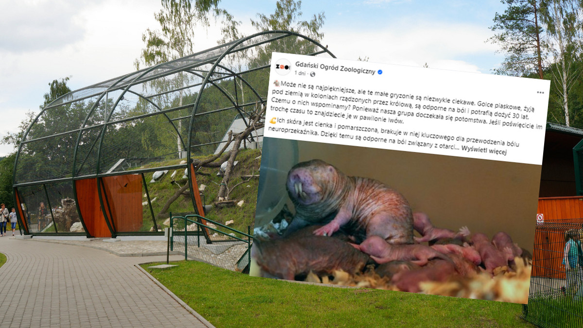 Gdański ogród zoologiczny ma nowych lokatorów