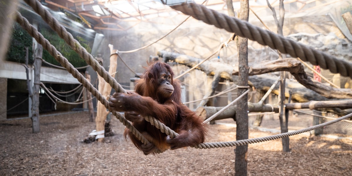 Orangutany w Orientarium w Łodzi będą zapewne jedną z większych atrakcji