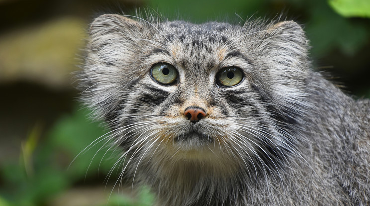 Manul hím érkezett a Fővárosi Állatkerbe / Illusztráció: Northfoto