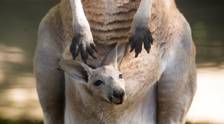 Három és fél hónapos kenguru anyja erszényében / Fotó: MTI - Balázs Attila