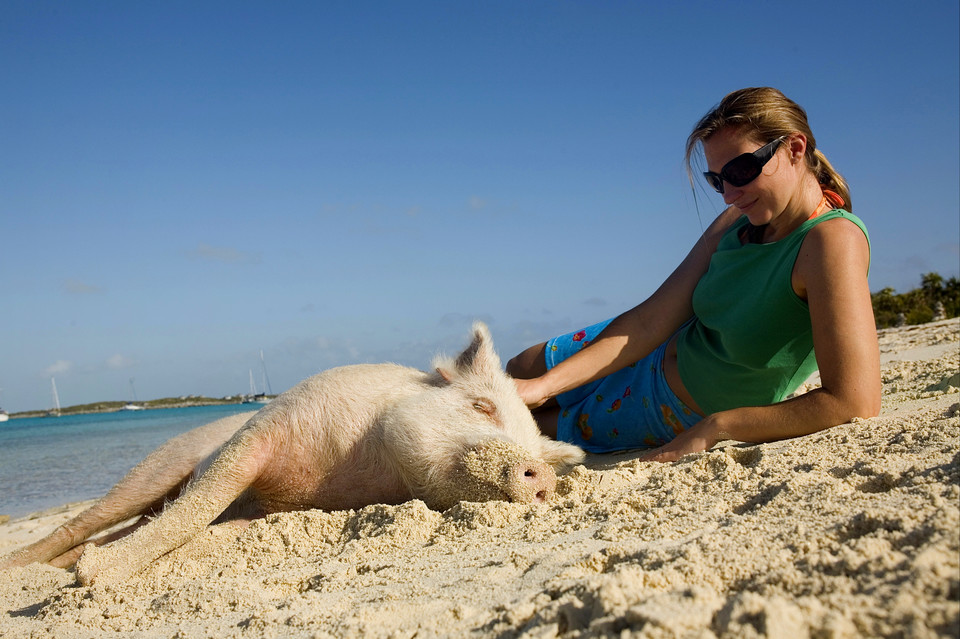Pig Beach, Bahamy