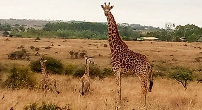 Girrafe gives birth to twins Image: NAJIB BALALA/ TWITTER