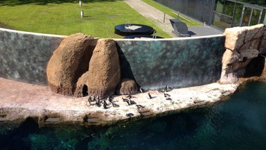 Prezes wrocławskiego zoo: nie planujemy uboju zwierząt