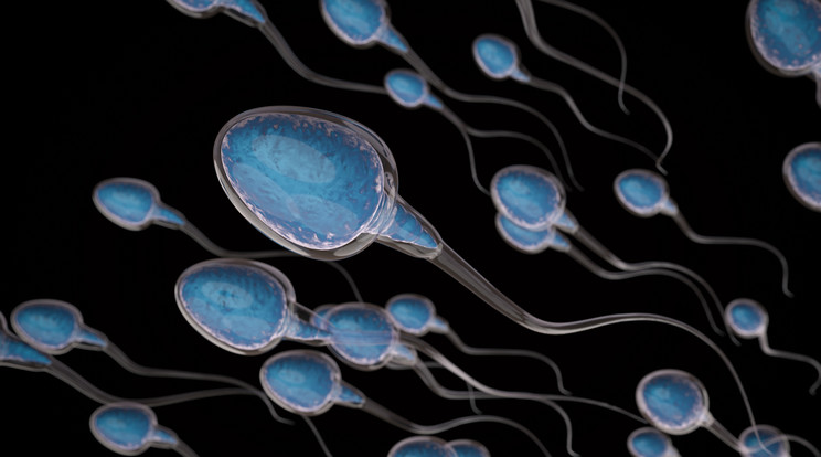 Az új alkalmazással a sperma minőségét könnyen megállapíthatják/Fotó: shutterstock