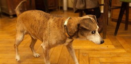Najstarszy pies na świecie w Polsce!