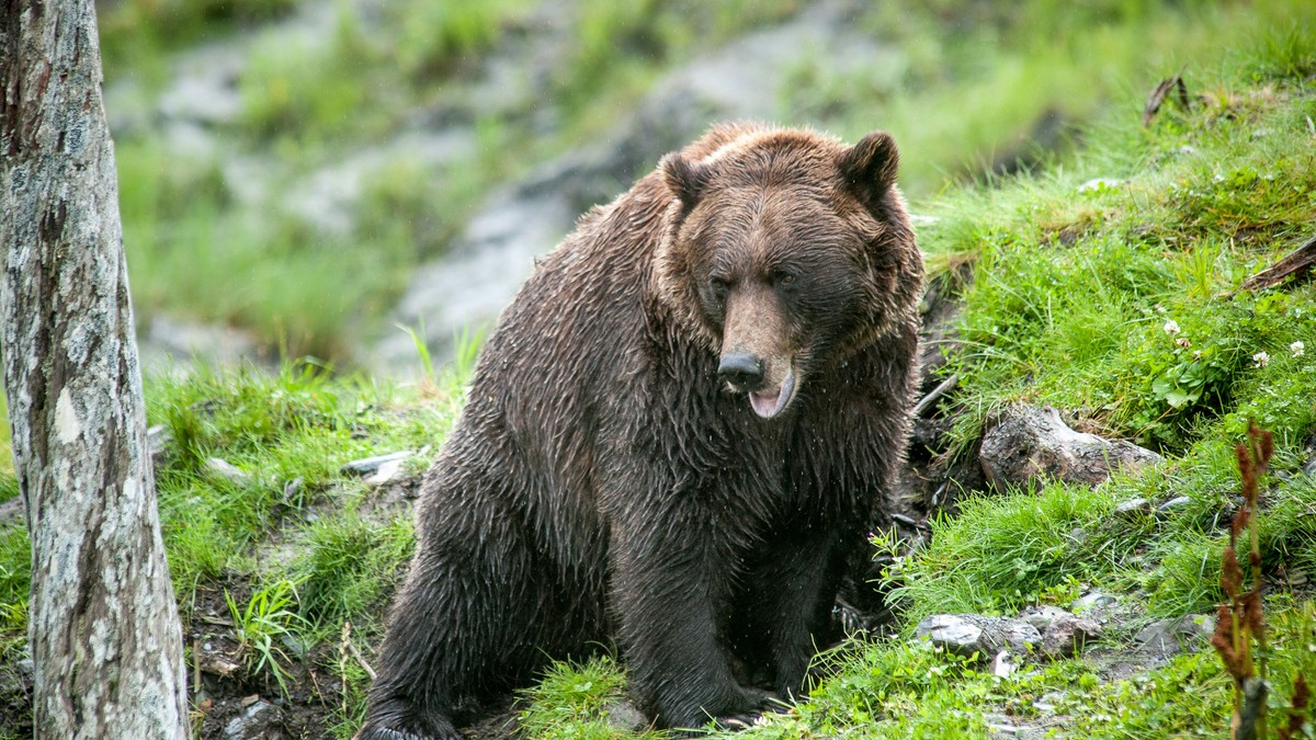 Medvedica - ilustracija