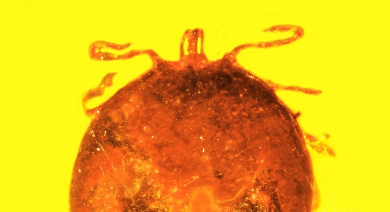 This tick found as a fossil in amber shows two small holes in its back, as if it were just picked off the animal it was feeding on.