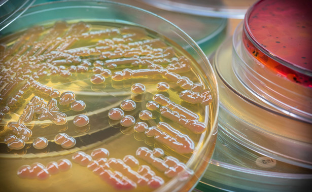 Bakteria Klebsiella pneumoniae. Kolonia wyhodowana w laboratorium