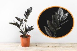 Znudził ci się 'zwykły' zamiokulkas? Oto odmiana Raven o kruczoczarnych liściach