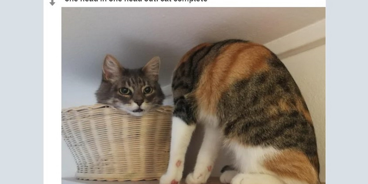 Zdjęcie kota bez głowy wzburzyło internautów. To złudzenie optyczne?