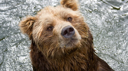 Tragikus: három medve marcangolt szét egy juhnyájat Erdélyben