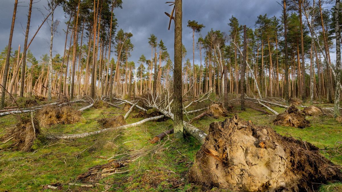 Wyrwane drzewa po nawałnicy w Borach Tucholskich, styczeń 2018 r.
