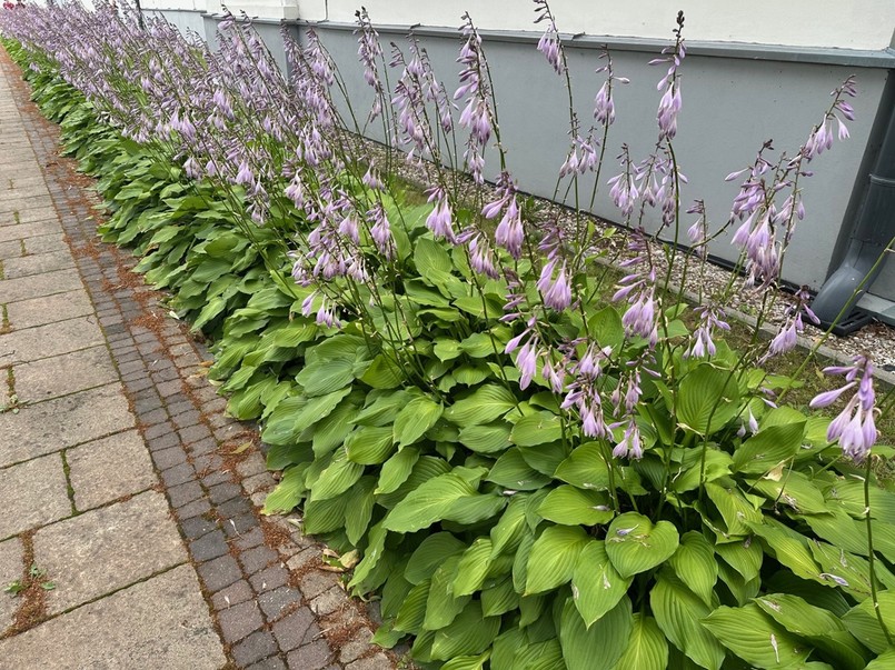 Funkia kwitnie - szpaler