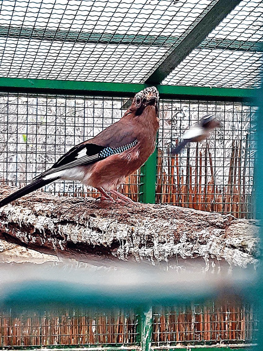 Ptice su najčešće na meti kradljivaca