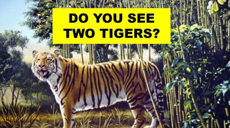 Widzisz ukrytego tygrysa na tym zdjęciu?