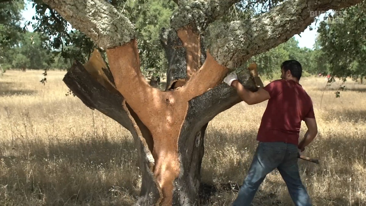 Produkują 22 mln korków dziennie. Ten sam materiał trzyma wino i chroni rakiety NASA