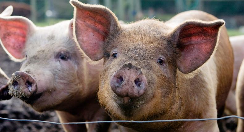 Côte d'Ivoire : Le Ministère des ressources animales identifie la présence de  la peste porcine/Getty Images