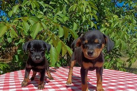 SPASENE IZ PAKLA, spremne za SREĆU: Malecke, hrabre i neodoljive sestrice su idealne ako volite PINČA ili ČIVAVU! Da li ste vi njihova ZAUVEK PORODICA?