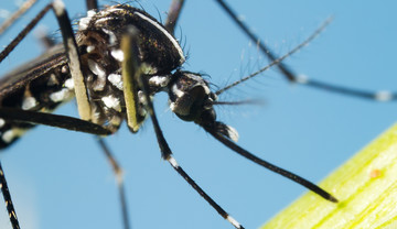 Groźne komary tuż za polską granicą. Czy grozi nam epidemia dengi?