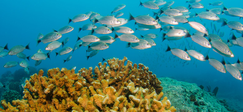 U wybrzeży Meksyku zaobserwowano niezwykle silne blaknięcie koralowców