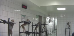 Piekło zwierząt w niemieckim laboratorium. Czy zostaną ukarani?