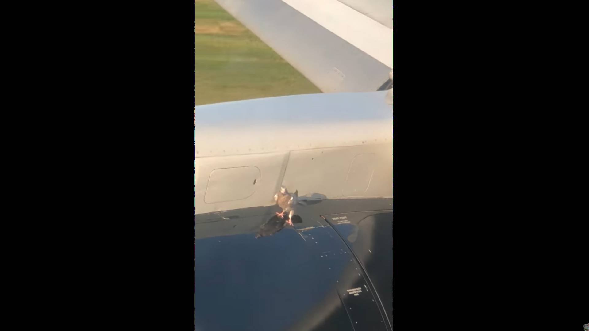 Kis híján betojt a galamb, miközben rajta állt a felszálló repülőgép szárnyán