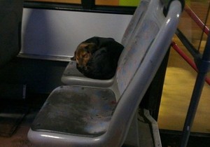 428441_kuca-foto-dnevna-doza-lepog-na-fb