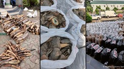 Customs intercepts pangolin scales, elephant tusks worth N3.1bn in Lagos