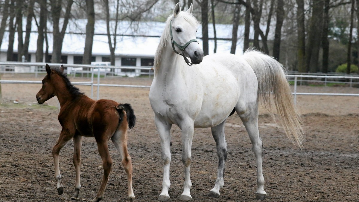 Byli szefowie stadnin w Janowie Podlaskim i Michałowie oraz osoby związane z aukcją konia arabskiego Pride of Poland zorganizują własną imprezę: Krakowską Aukcję Konia Arabskiego. Ta odbędzie się na początku września w podkrakowskich Michałowicach. Na aukcji wystawionych zostanie 30 koni, a samo wydarzenie potrwa trzy dni. Swoją obecność zapowiedziała już Shirley Watts, żona perkusisty grupy Rolling Stones.