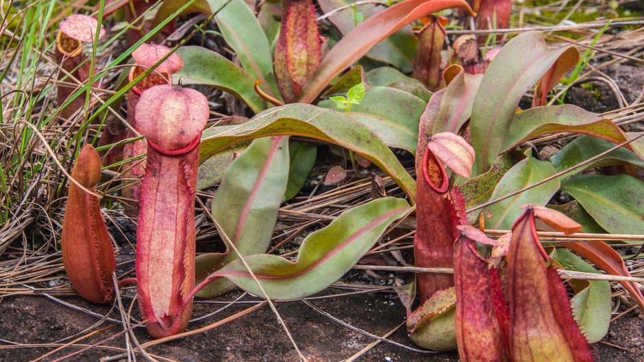 Roślina Nepenthes bokorensis