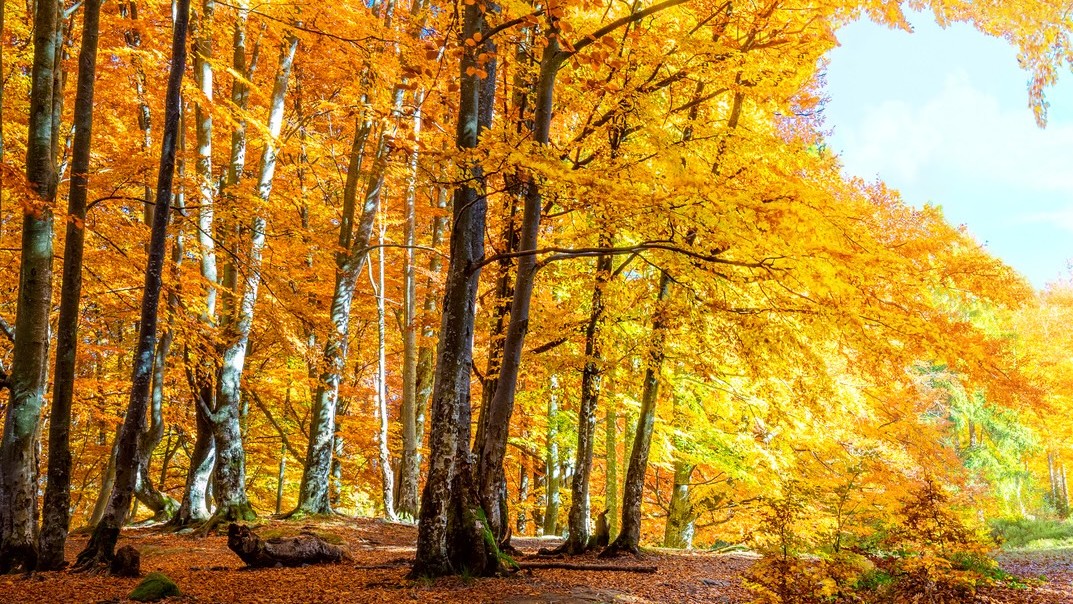 Na Slovensku je príjemné jesenné počasie. (ilustarčné foto)