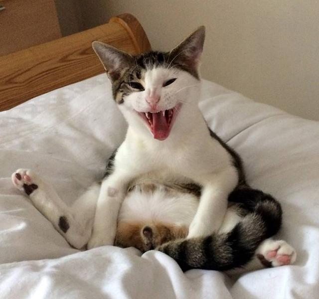 Megőrül a net az ivartalanítása után felocsúdó macska sikításától (fotó) -  Blikk Rúzs