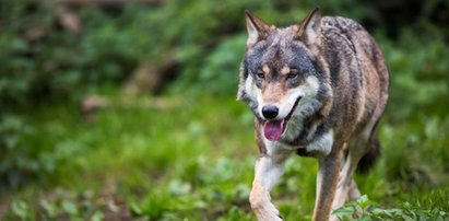 Wilki zagryzły bydło pod Lututowem. Burmistrz ostrzega mieszkańców