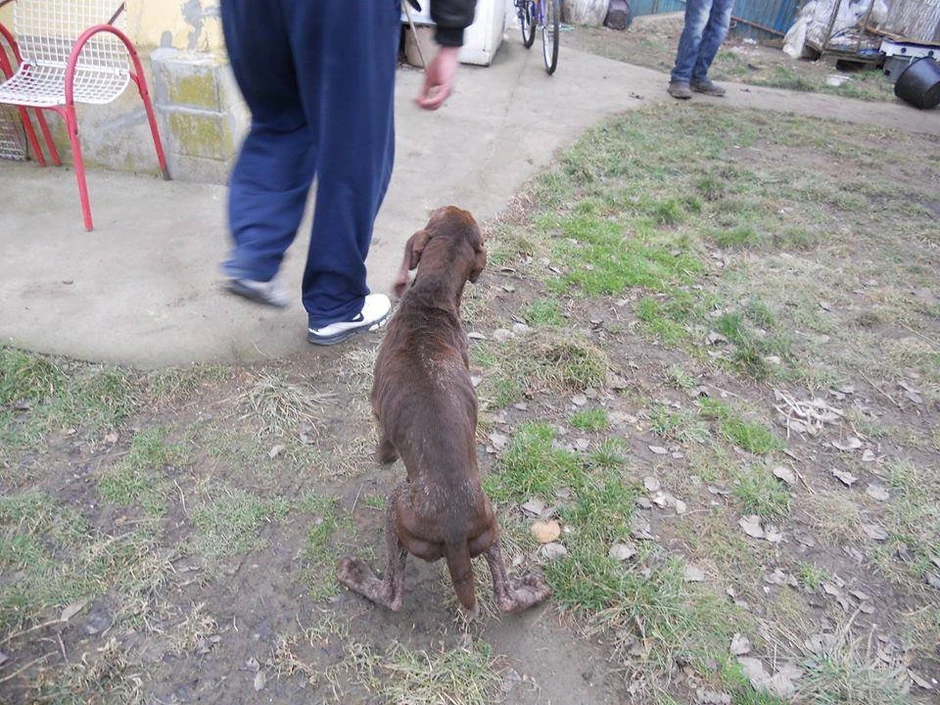 Izmučeni i gladni: Korak po korak ka boljem domu   Ako neko želi da pomogne: ORGANIZACIJA ZA PRAVA I ZAŠTITU ŽIVOTINjA KRUŠEVAC - "ORPAK" Ul. Cankareva 7/18, 37000 Krusevac ERSTE BANK a.d. NOVI SAD ŽIRO RAČUN: 340-11004665-79 Broj telefona: +381638822412 od 9h do 21h