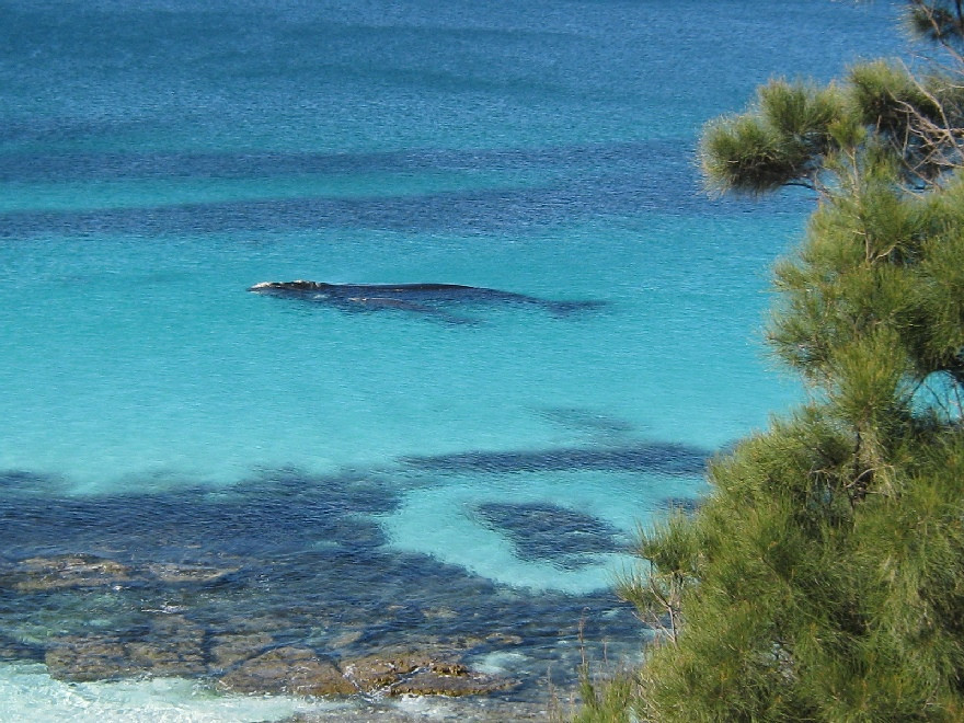 Hyams Beach, Zatoka Jervis, Nowa Południowa Walia