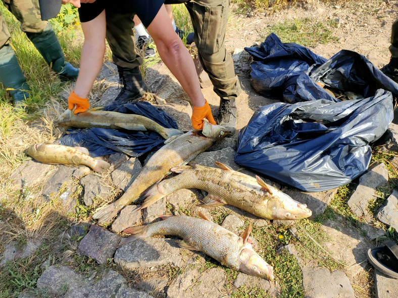 Podczas zeszłorocznej katastrofy z Odry wyłowiono setki ton martwych ryb