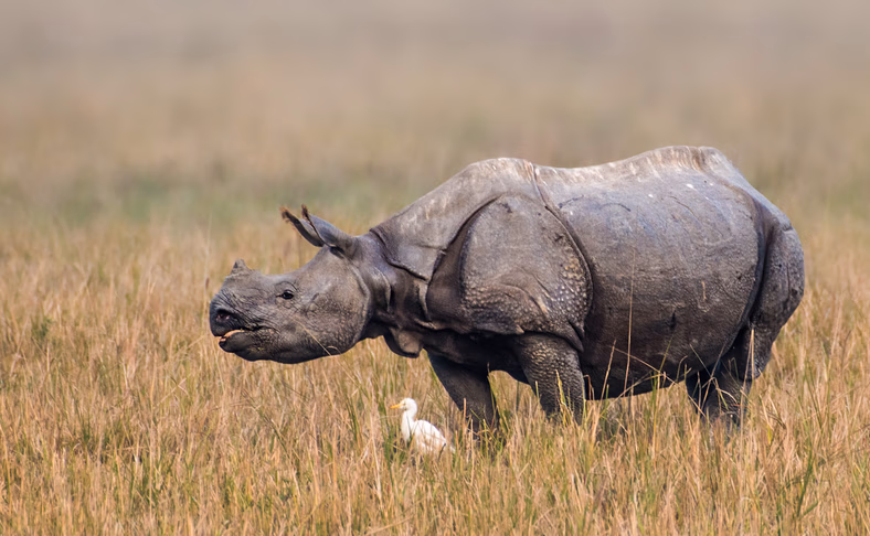 Rino