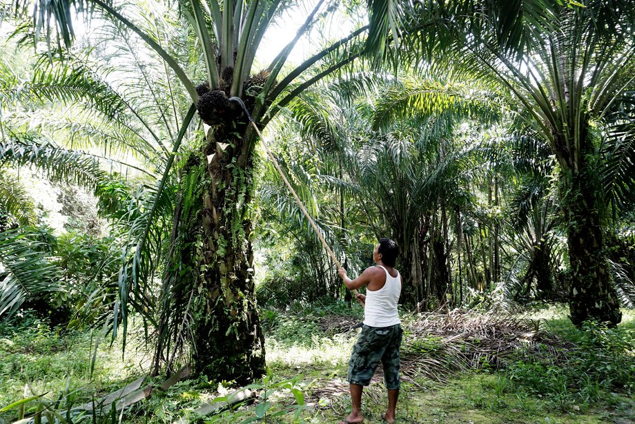 Pracownik plantacji oleju palmowego w Indonezji